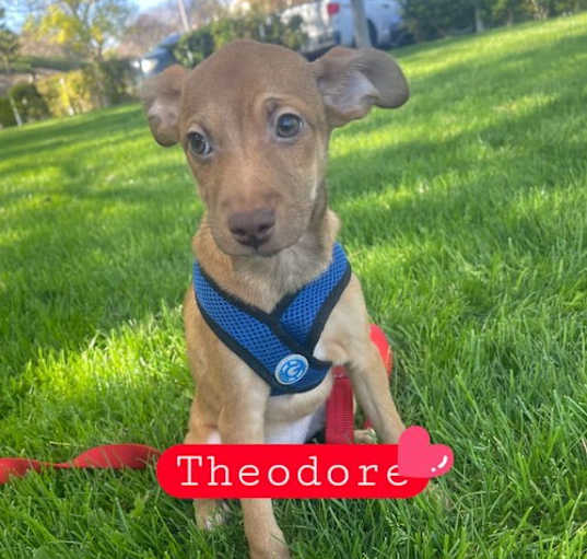 Photo of Theodore