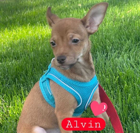 Photo of Alvin