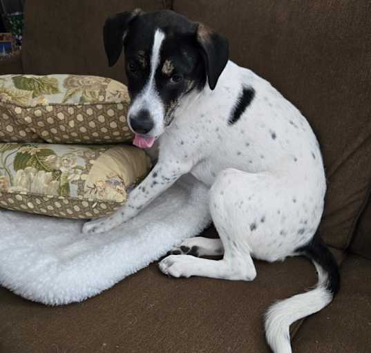Photo of Snoopy