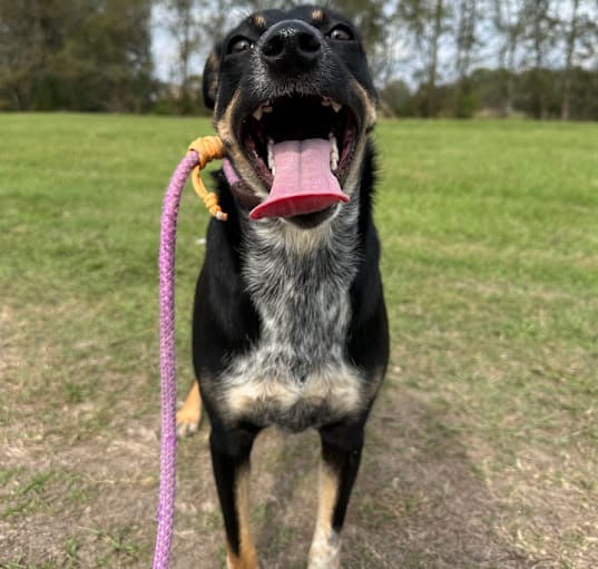 Photo of Ruby
