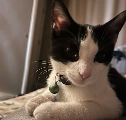 Photo of Pepe
