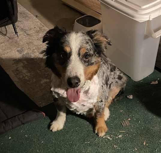 Photo of Sylvester