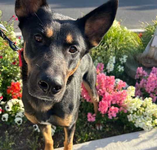 Photo of Liko