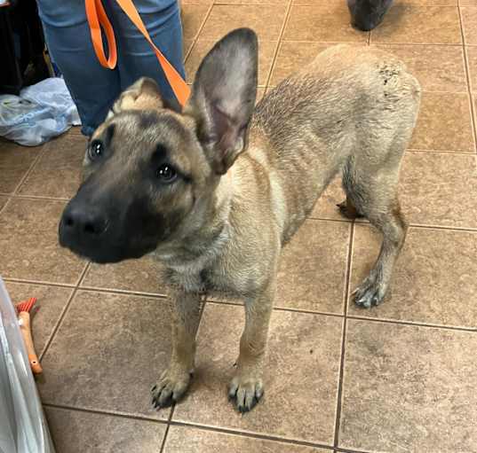 Photo of Maverick