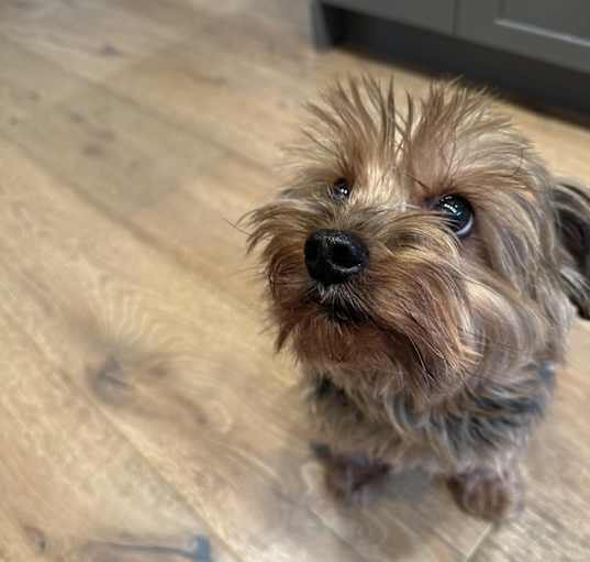 Photo of Coco