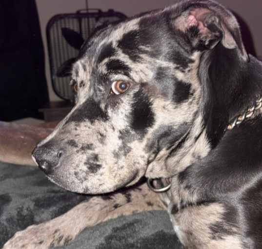 Photo of Apollo
