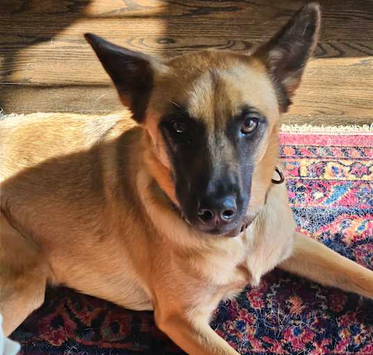 Photo of Harlow