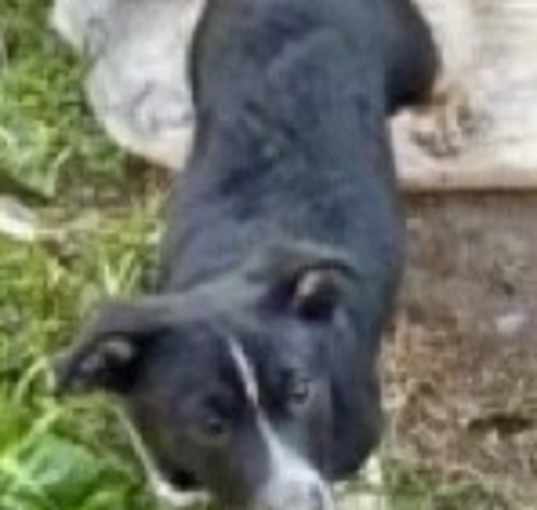 Photo of Sammy