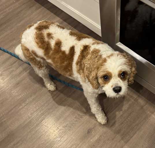 Photo of Charlie