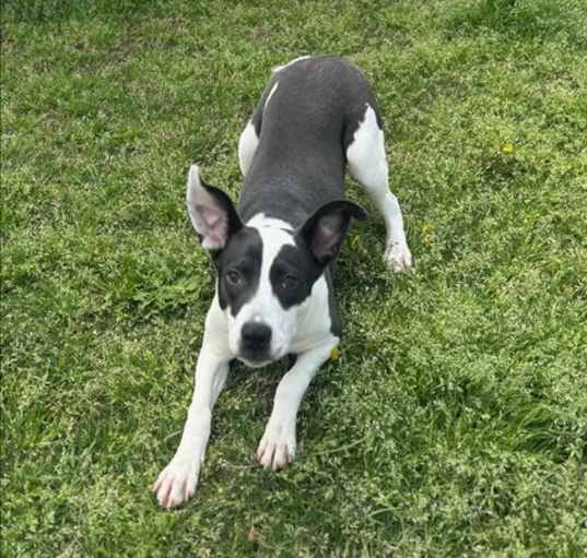 Photo of SULLY