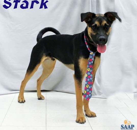 Photo of Stark