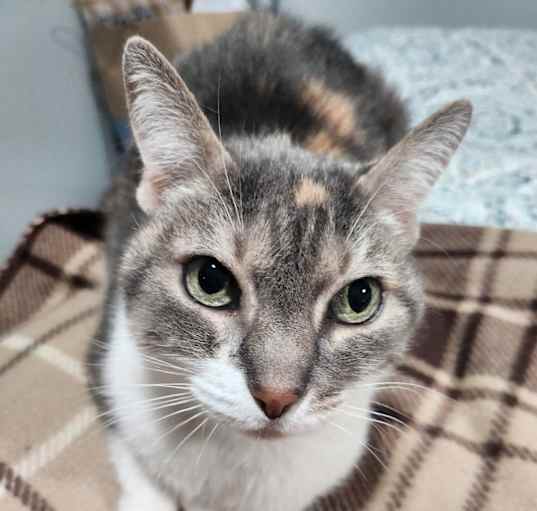 Photo of Peaches