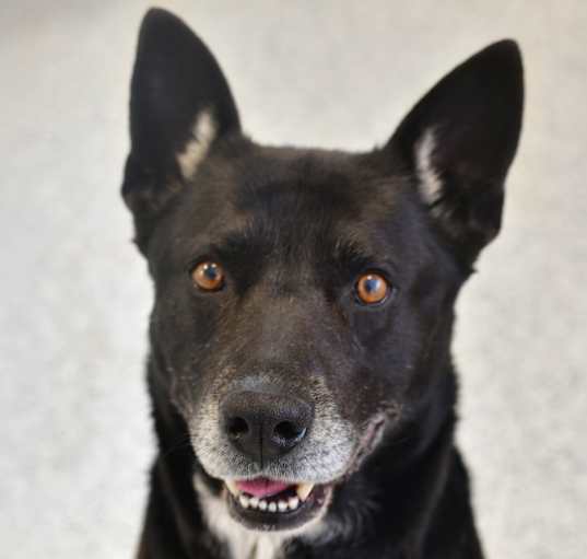 Photo of Festus 