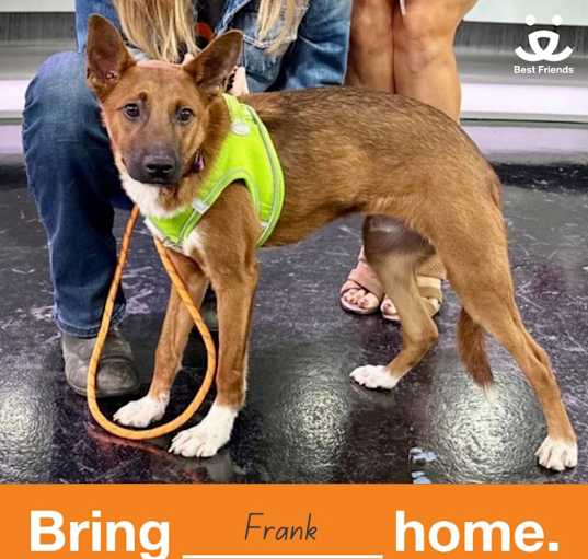 Photo of Frankie