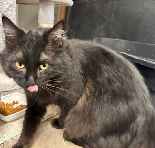 Photo of Diablo