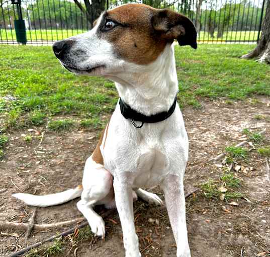 Photo of Buddy
