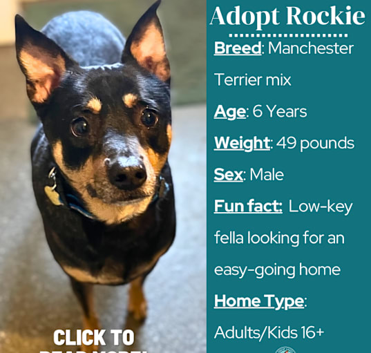 Photo of Rockie