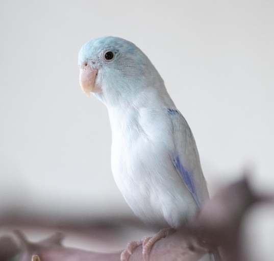 Photo of Hermes