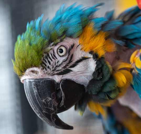 Photo of Rio
