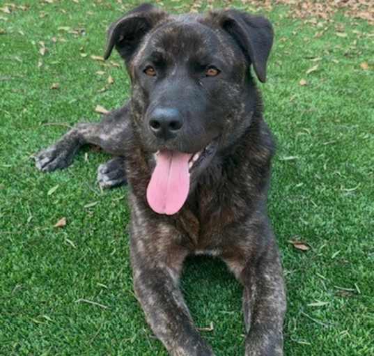 Photo of Rufus