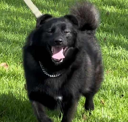 Photo of Brewski