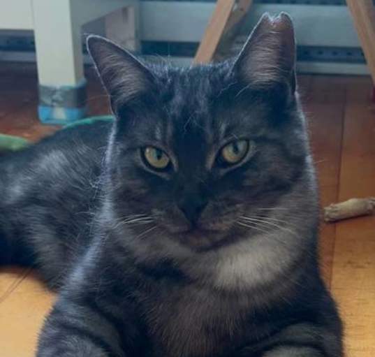 Photo of Midnight