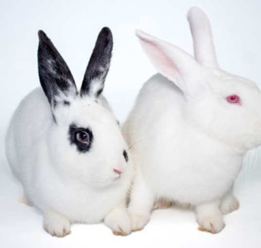 Photo of Cookie