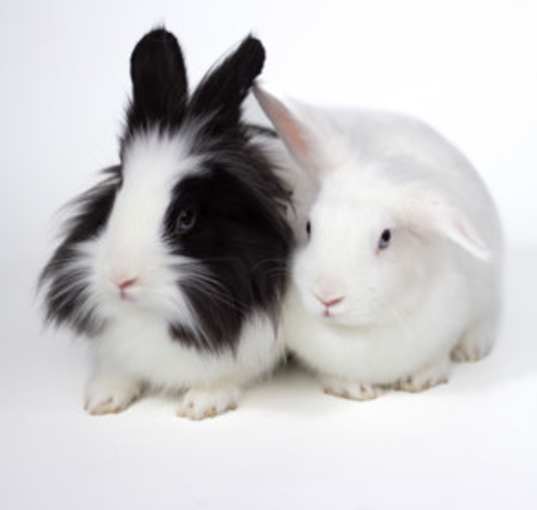 Photo of Alice