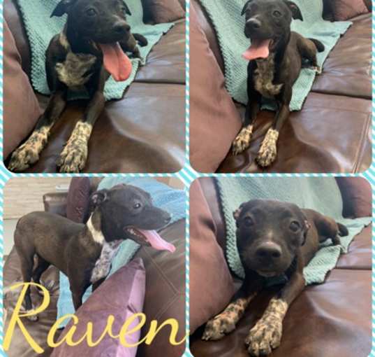 Photo of Raven