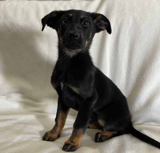 Photo of Ranger