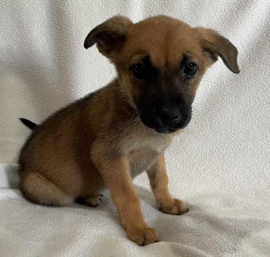 Photo of Tinker