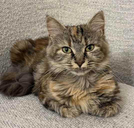 Photo of Sage