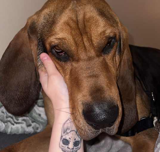Photo of Arlo
