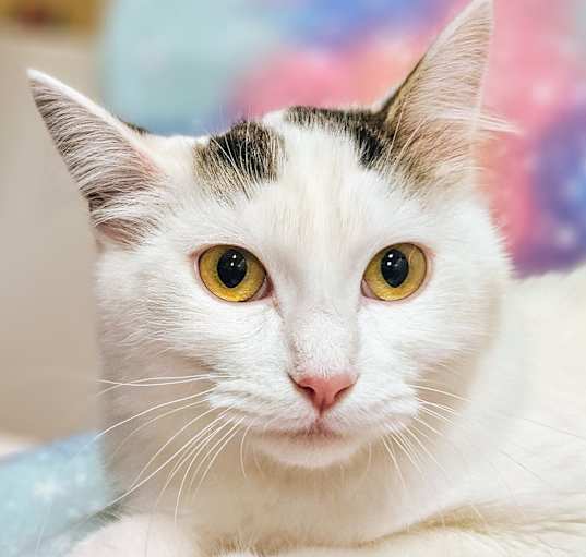 Photo of Maxie - RC PetSmart