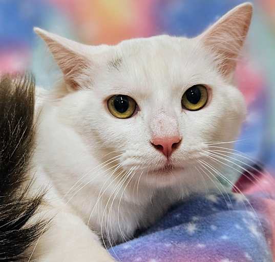 Photo of Peanut - RC PetSmart