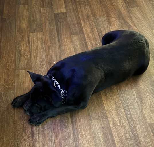 Photo of Rocky