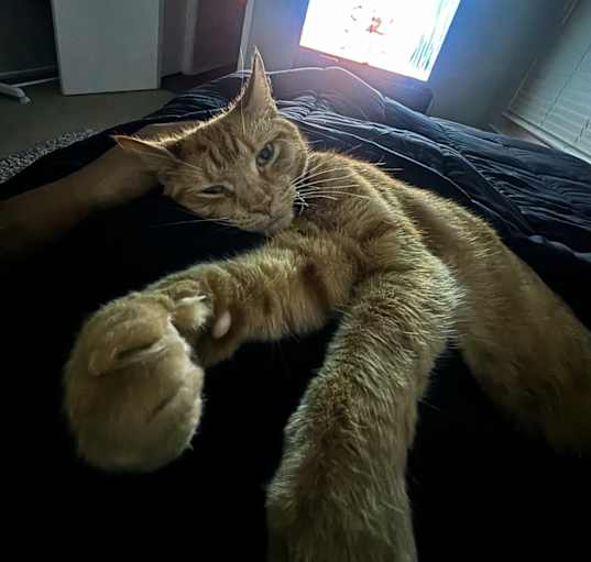 Photo of Rambo
