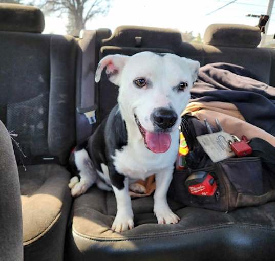 Photo of Pongo