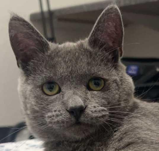 Photo of Yogi - GCU