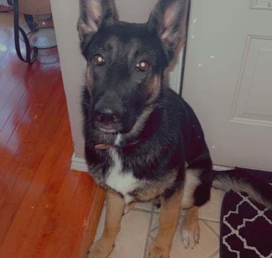 Photo of Dodger