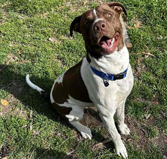 Photo of Shiloh