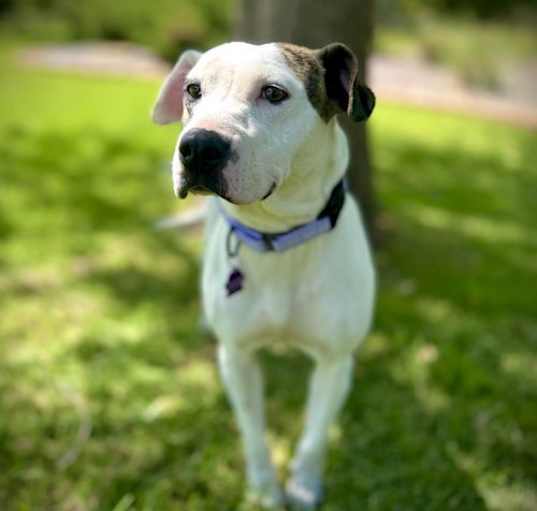 Photo of Calliope (Callie)