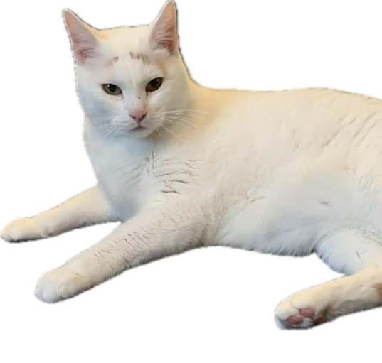 Photo of Louie