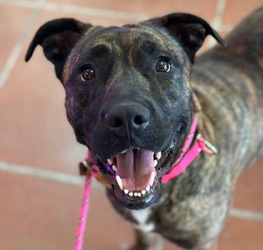 Photo of Lucy A2190384