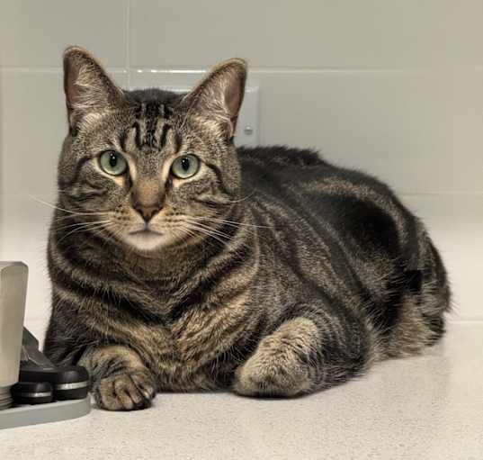Photo of Mocca