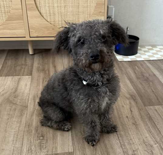 Photo of Arlo