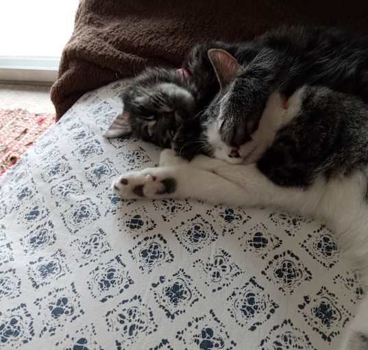Photo of Bella and Lily