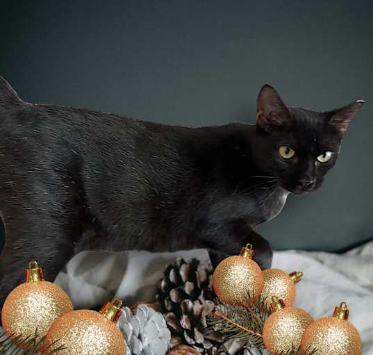 Photo of Elvira