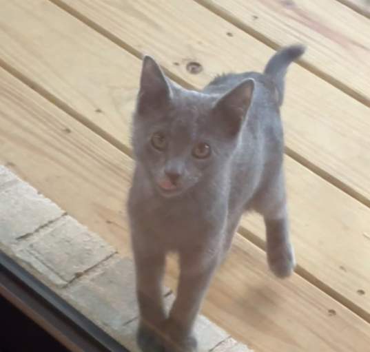 Photo of Smokey