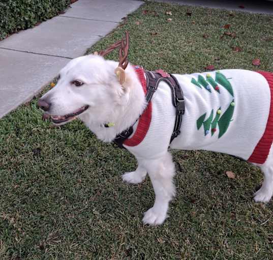Photo of Buddy